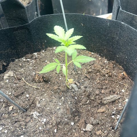 Unknown strain growlog photo: Added soaker hose for easier watering