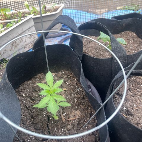 Unknown strain growlog photo: Added soaker hose for easier watering