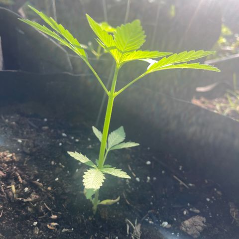 Unknown strain growlog photo: Morning pictures