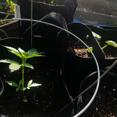 Unknown strain growlog photo: Morning pictures