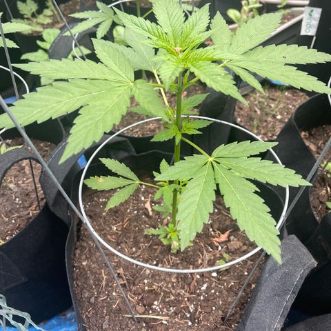 Unknown strain growlog photo: Getting bigger