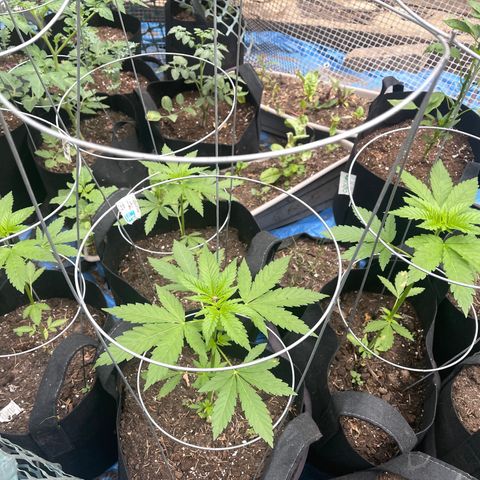 Unknown strain growlog photo: Getting bigger
