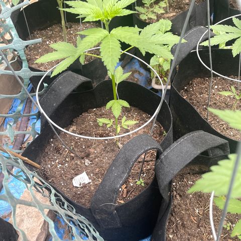 Unknown strain growlog photo: Getting bigger
