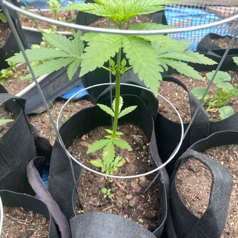 Unknown strain growlog photo: Getting bigger