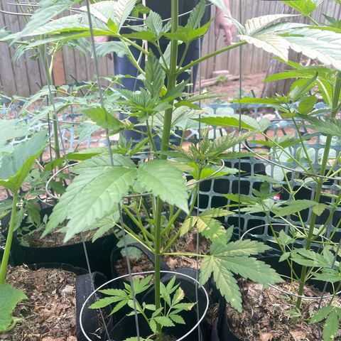Unknown strain growlog timeline photo