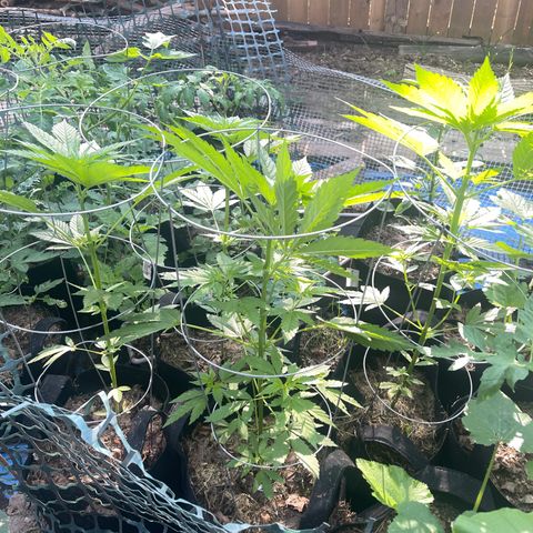 Unknown strain growlog timeline photo