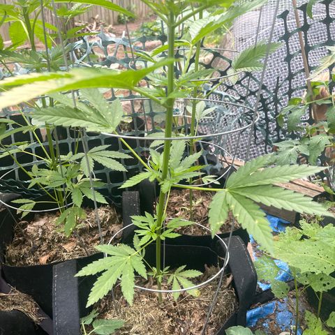 Unknown strain growlog timeline photo