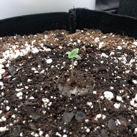 Carla (DG) growlog timeline photo