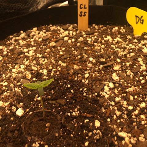 Carla (DG) growlog timeline photo