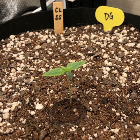 Carla (DG) growlog timeline photo