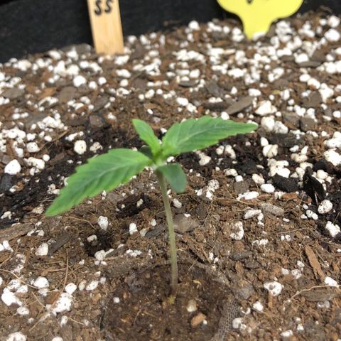 Carla (DG) growlog timeline photo