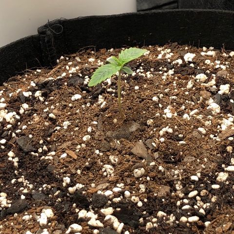 Carla (DG) growlog timeline photo