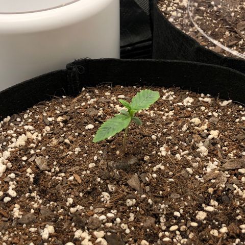 Carla (DG) growlog timeline photo