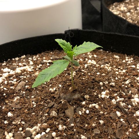 Carla (DG) growlog timeline photo