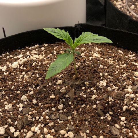 Carla (DG) growlog timeline photo