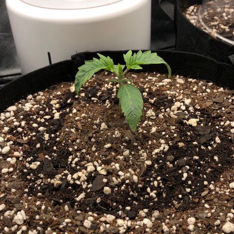 Carla (DG) growlog timeline photo