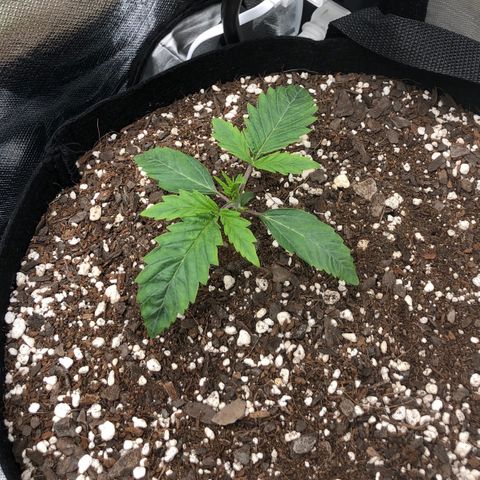 Carla (DG) growlog timeline photo