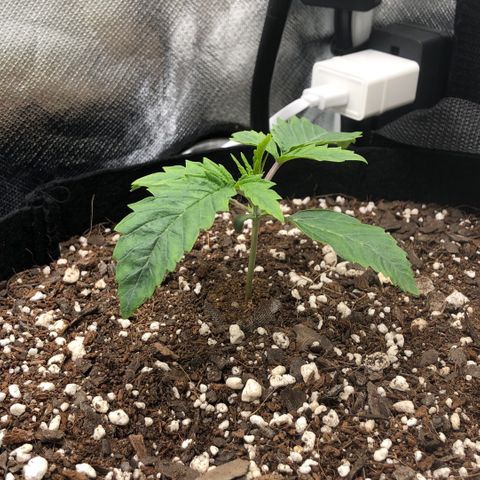 Carla (DG) growlog timeline photo