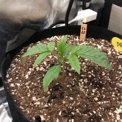 Carla (DG) growlog timeline photo