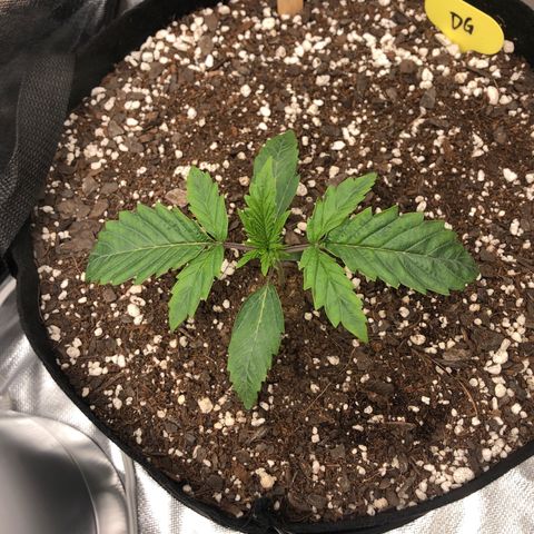 Carla (DG) growlog timeline photo