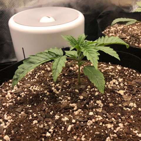 Carla (DG) growlog timeline photo