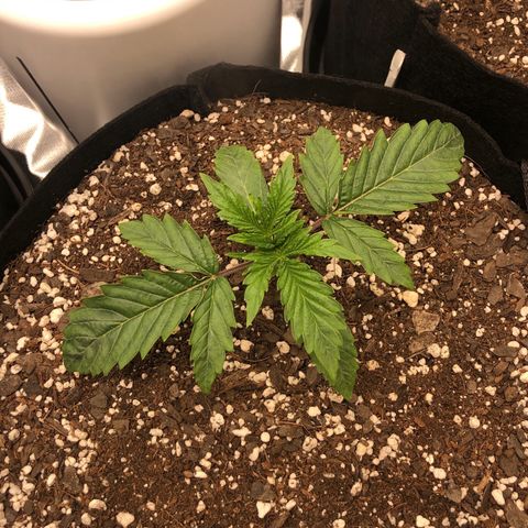 Carla (DG) growlog timeline photo
