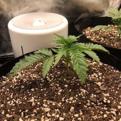 Carla (DG) growlog timeline photo
