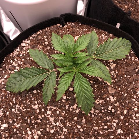 Carla (DG) growlog timeline photo