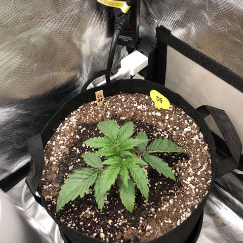 Carla (DG) growlog timeline photo