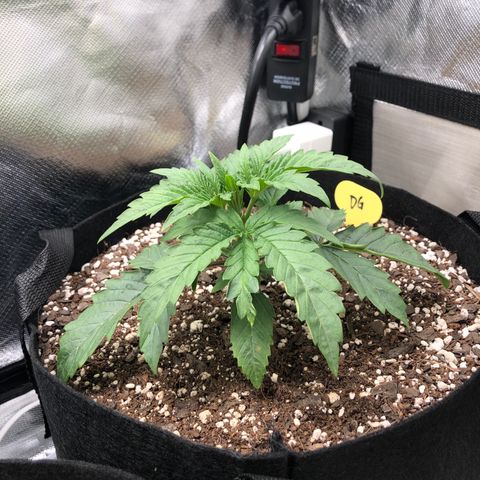 Carla (DG) growlog timeline photo