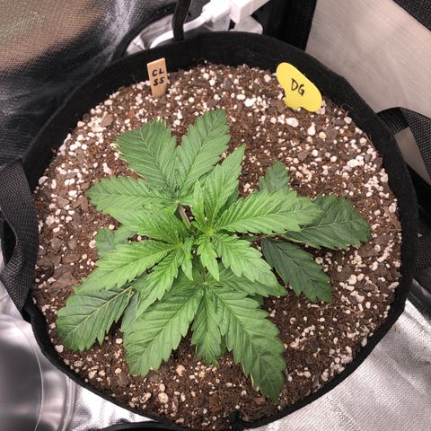 Carla (DG) growlog timeline photo
