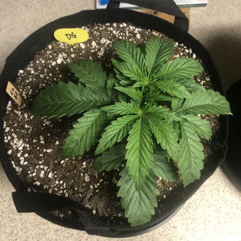 Carla (DG) growlog timeline photo