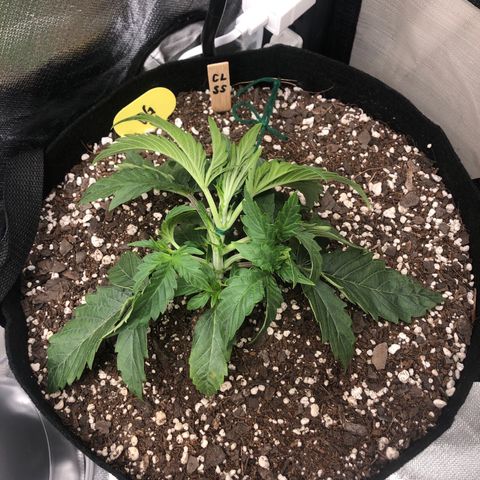 Carla (DG) growlog timeline photo