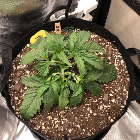 Carla (DG) growlog timeline photo