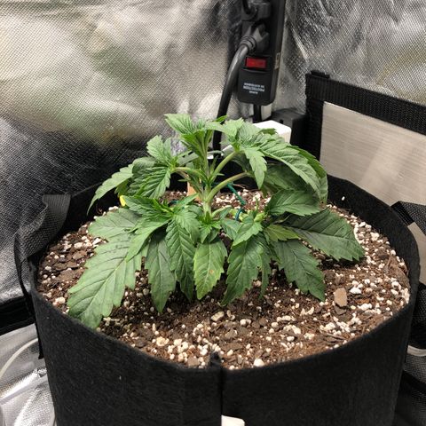 Carla (DG) growlog timeline photo