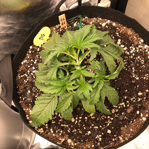Carla (DG) growlog timeline photo