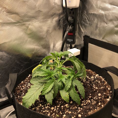 Carla (DG) growlog timeline photo