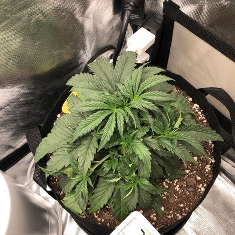 Carla (DG) growlog timeline photo