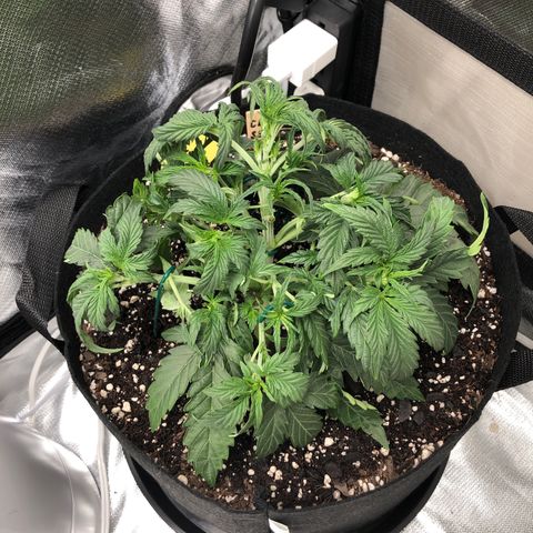 Carla (DG) growlog timeline photo