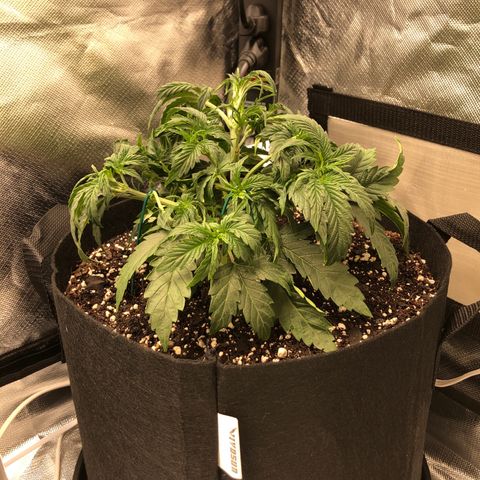Carla (DG) growlog timeline photo