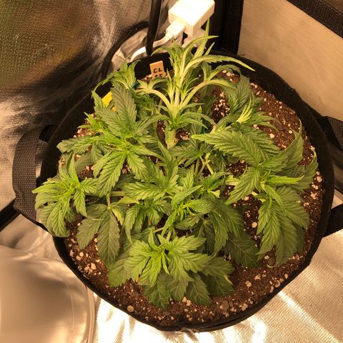Carla (DG) growlog timeline photo