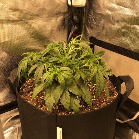 Carla (DG) growlog timeline photo
