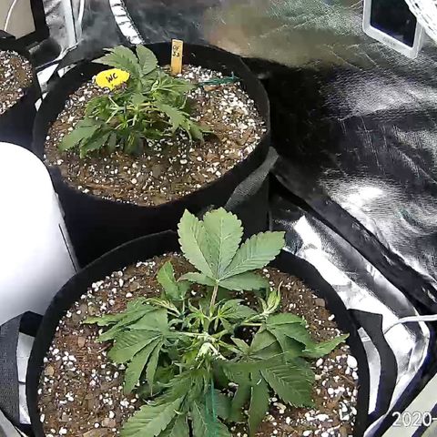 Carla (DG) growlog timeline photo