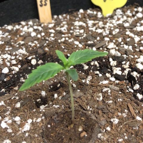 Carla (DG) growlog timeline photo