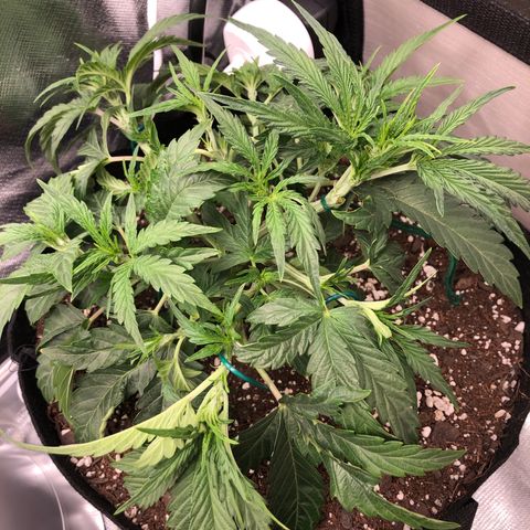 Carla (DG) growlog timeline photo