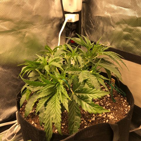 Carla (DG) growlog timeline photo