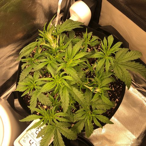 Carla (DG) growlog timeline photo
