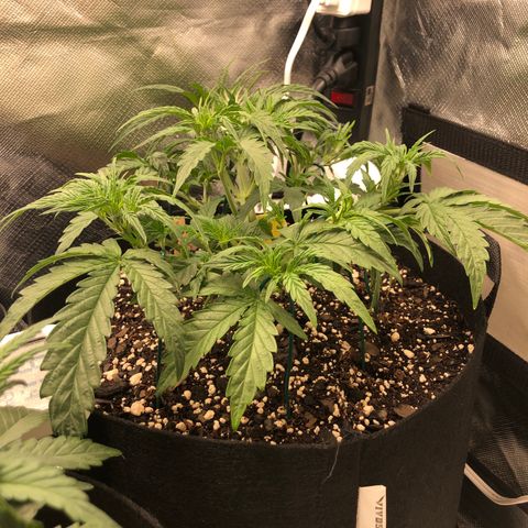 Carla (DG) growlog timeline photo