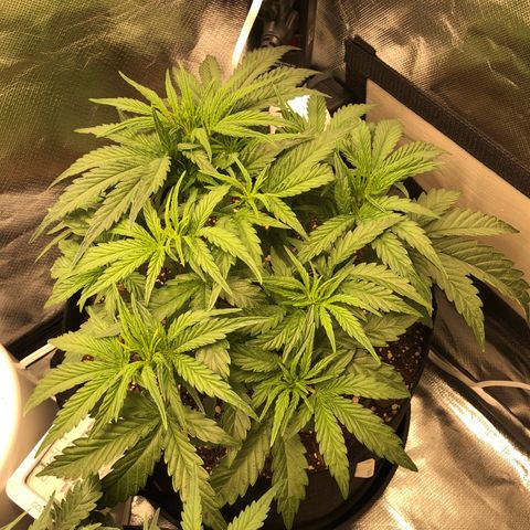 Carla (DG) growlog timeline photo