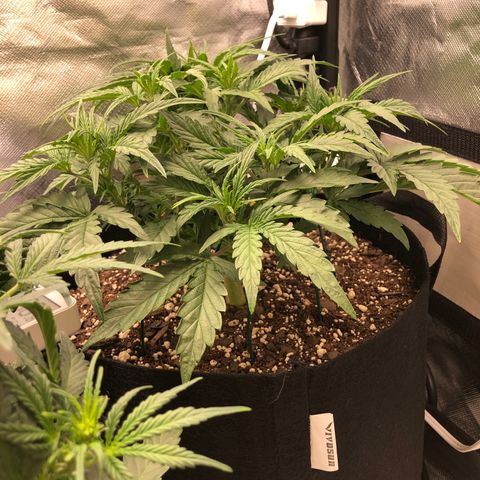 Carla (DG) growlog timeline photo